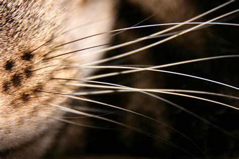 The Healing Powers of Cat Whisker Magic